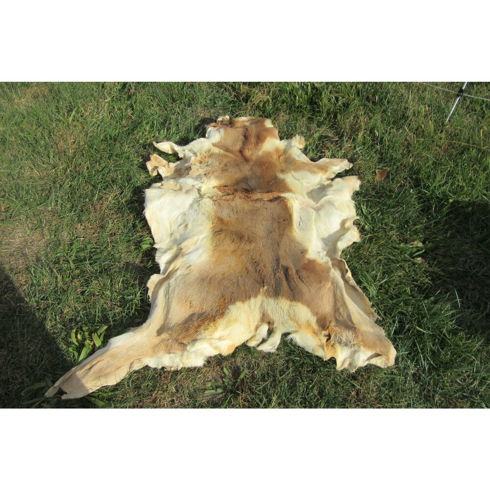 Whitetail Deer Skin Hair On Pelt Rug 40” x 30” Rustic Cabin Wall Hanging Or Rug - Picture 2 of 4